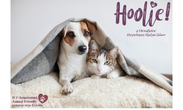 Hoolie Pet Insurance & Wise Daedalus