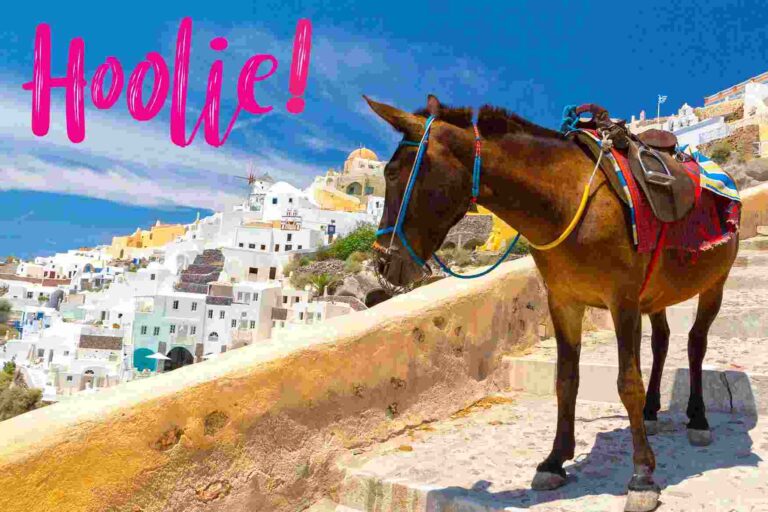 Hoolie Pet Insurance κοινωνικό μήνυμα για τα ζώα