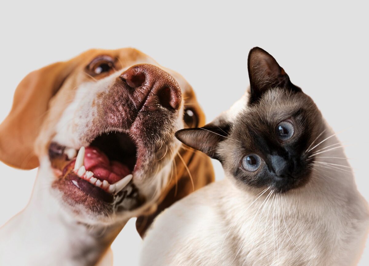 Hoolie ελληνική pet tech startup