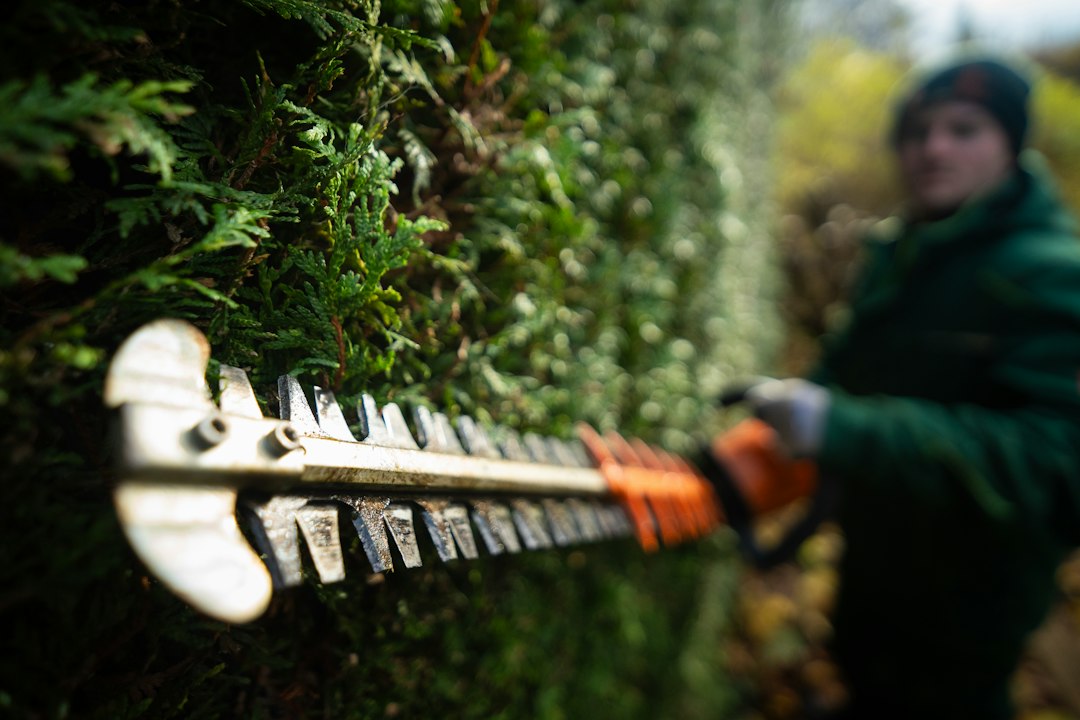 roanoke area landscaper trimming hedges