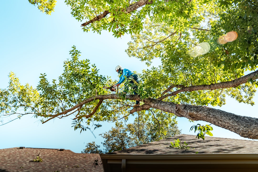 A tree service climber trimming a large branch over a roanoke county home A tree service climber trimming a large branch over a roanoke county home