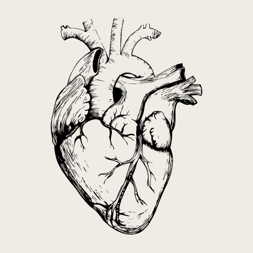 Sketched heart icon representing radical compassion, authentic connection, and leadership alignment.