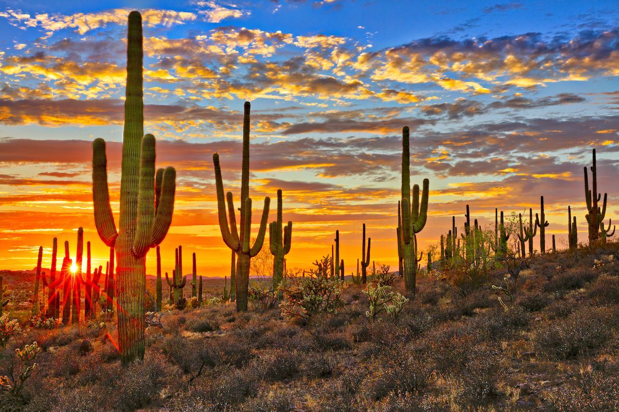 Sahuaros al atardecer en el desierto de Sonora