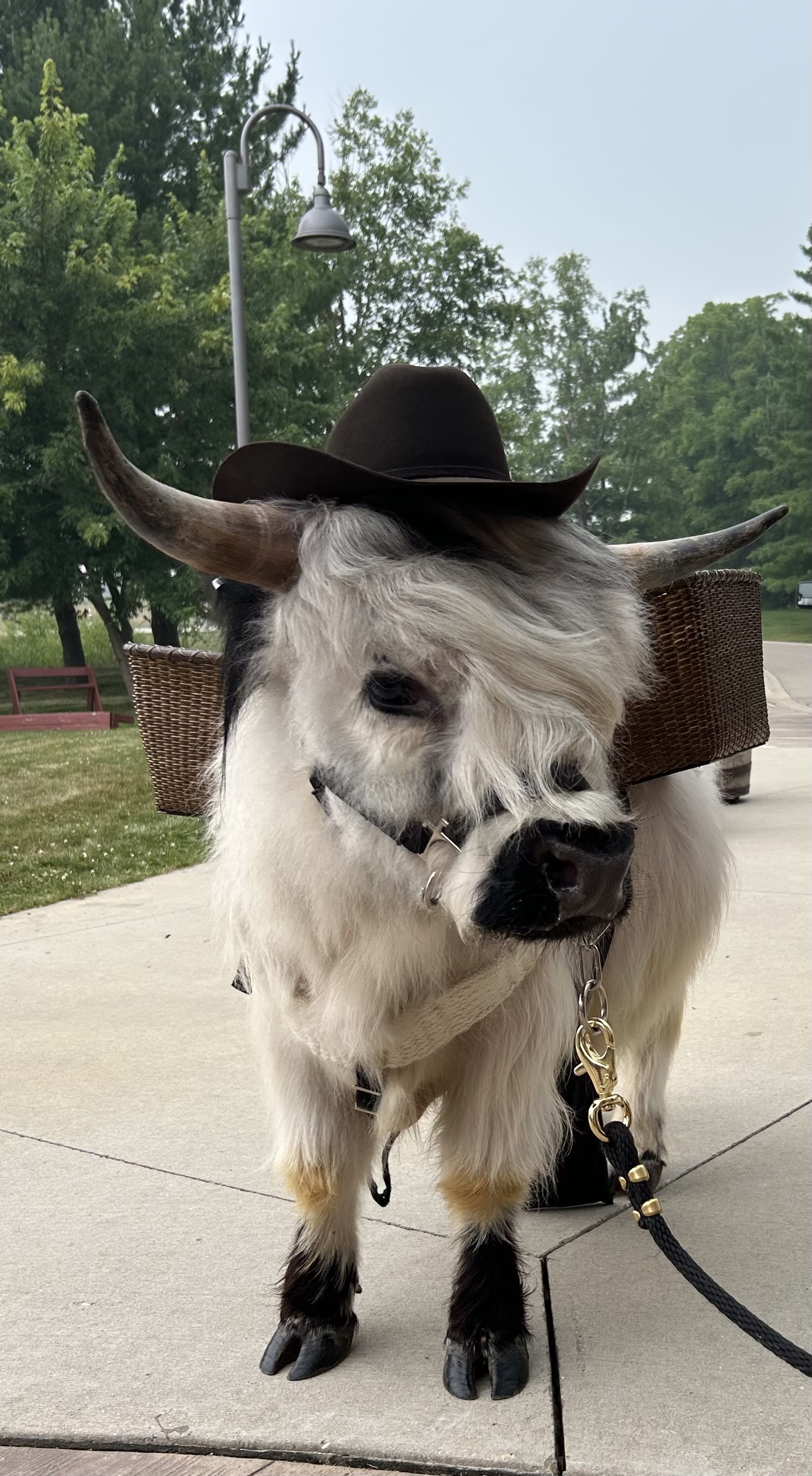Longhorn steer wearing a Hangman Hats cowboy hat