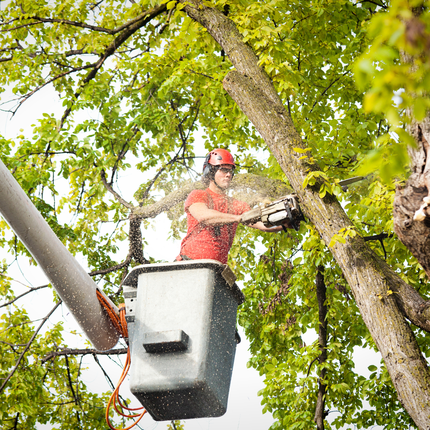 Out R Inn Osu Tree Coastline Tree Service | Our Tree Services