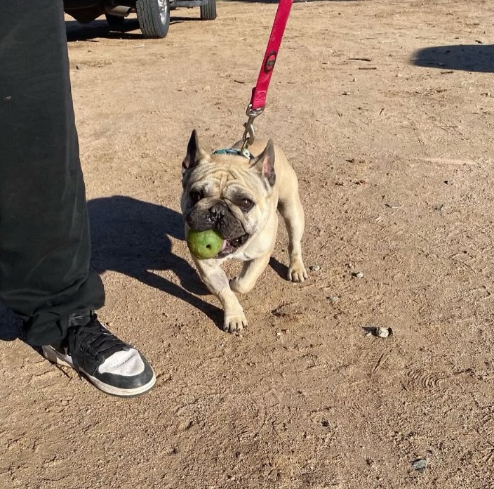Adoptable Pet of the Week: Stanley — 5-year-old French Bulldog, friendly, mellow, loves walks and cuddles
