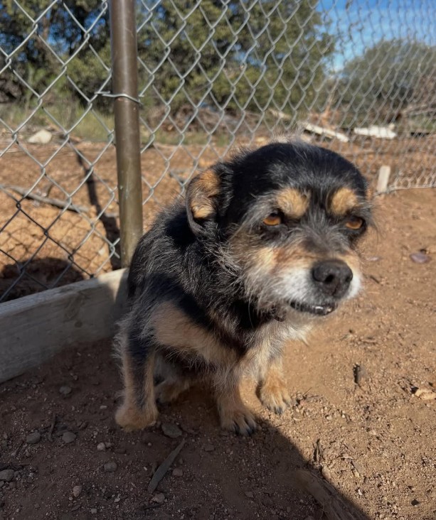 Adoptable Pet of the Week: Mama — 7+ year old spayed female, calm and gentle, good with other dogs, great for a quiet home