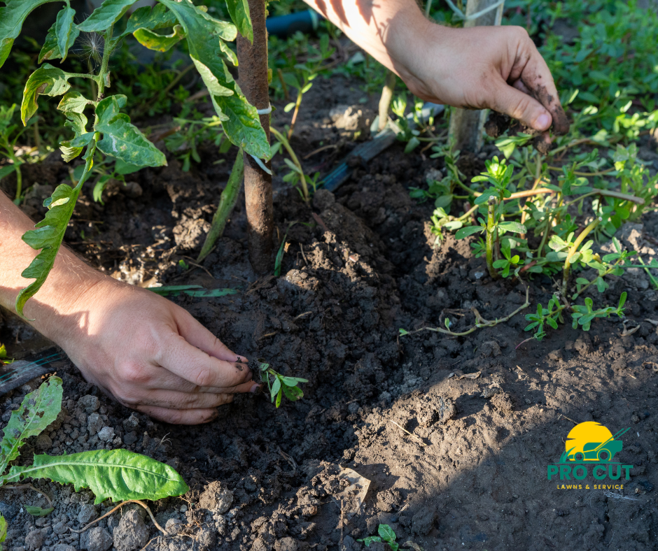 Weed Removal