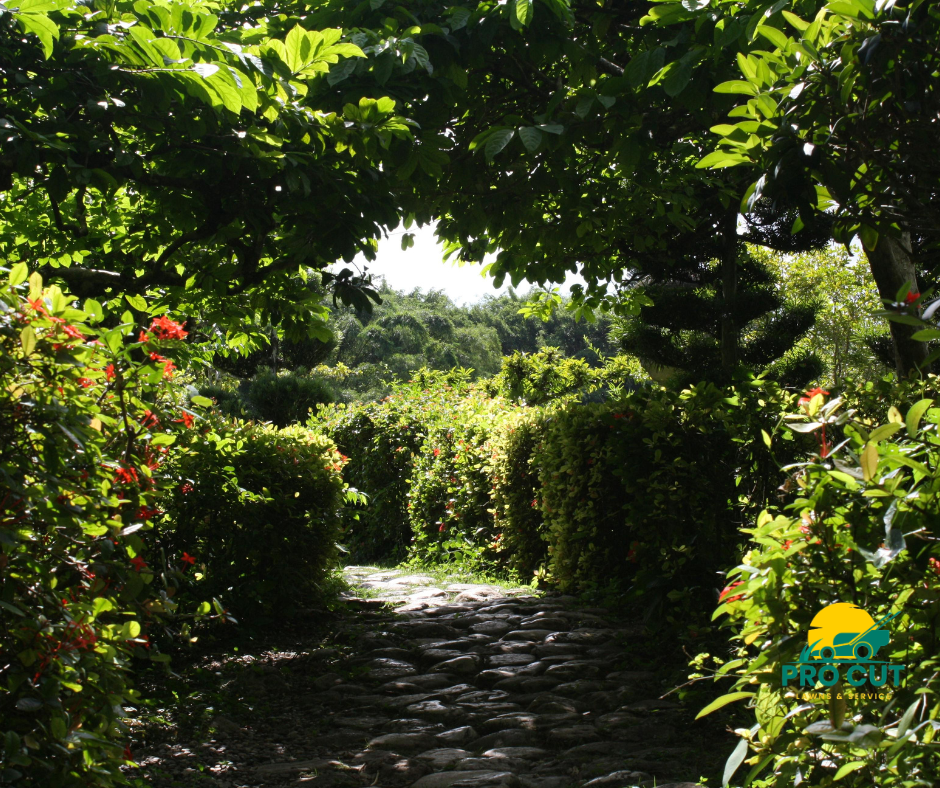 Hedge Trimming & Pruning