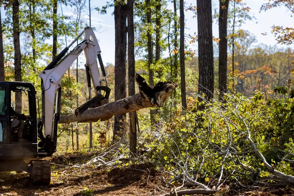 Tree Removal