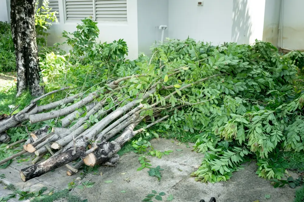  Tree Removal