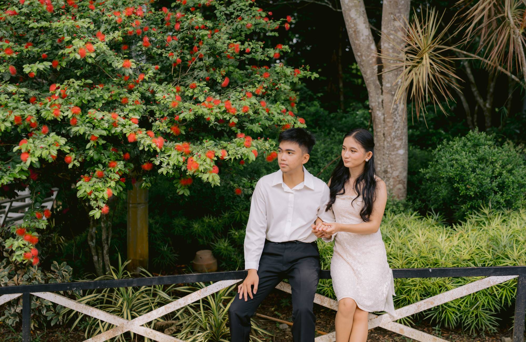 The couple sitting arm in arm on a garden fence beneath a tree of red blossoms