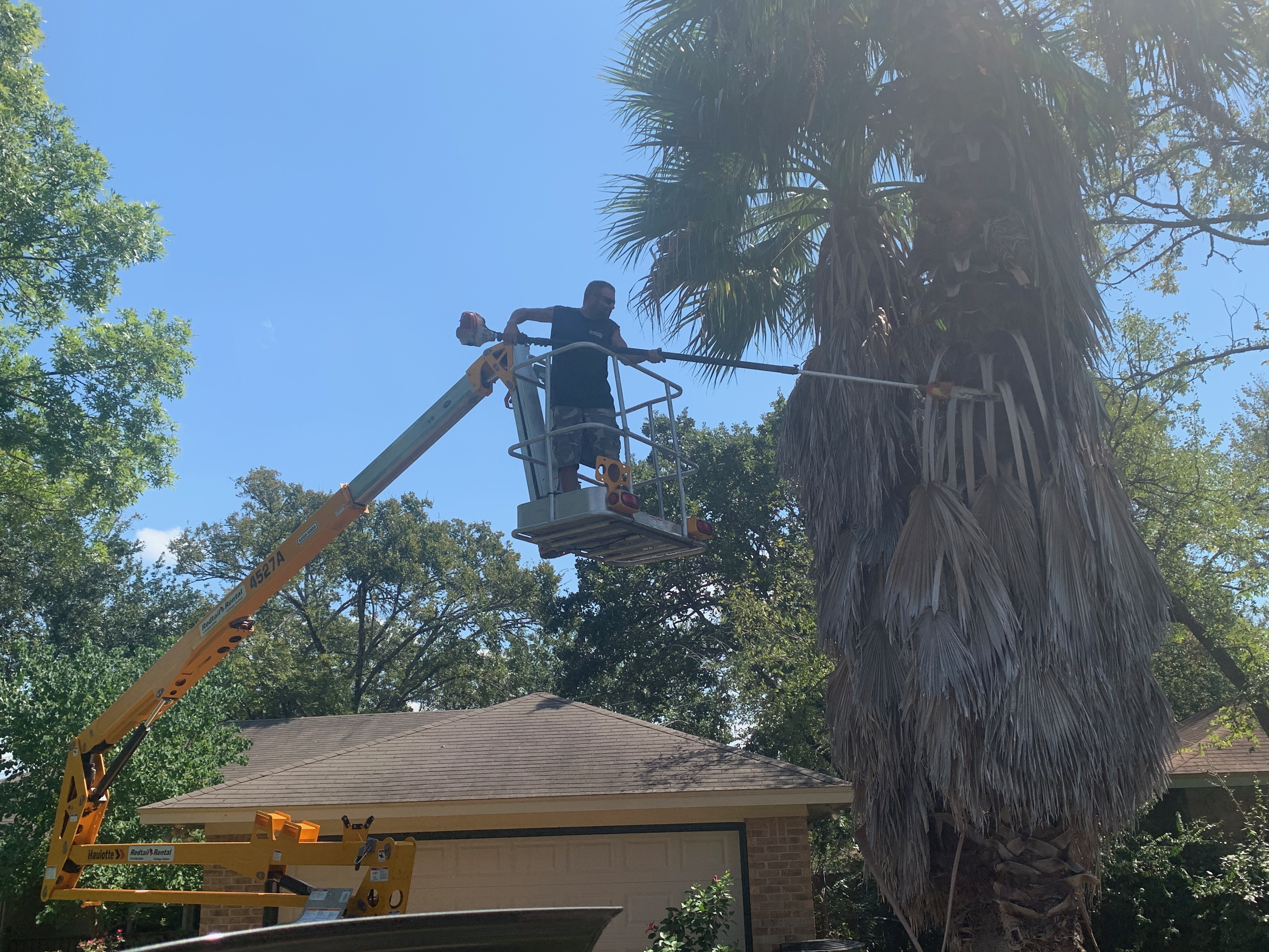Trimming a palm