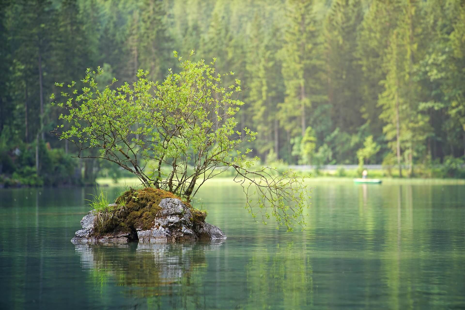 A small tree growing from a rock in a still forest lake, the setting for the Finding Your Eden retreat