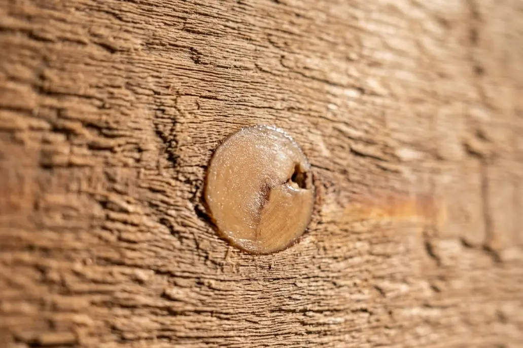 Philadelphia County Carpenter Bees