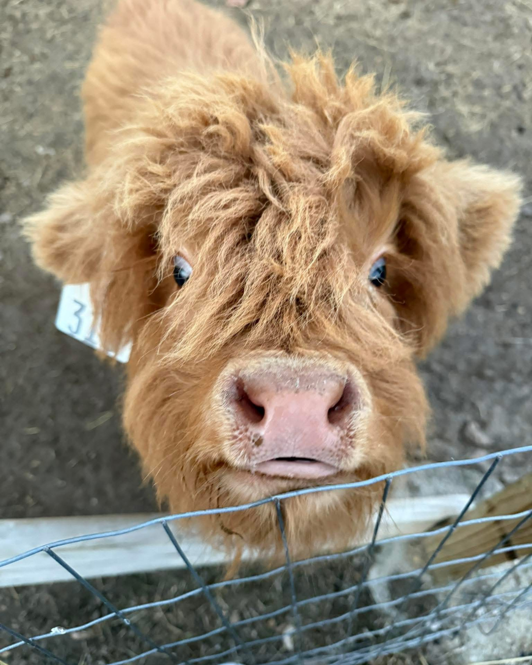 Fluffy miniature Highland calf looking over a farm fence