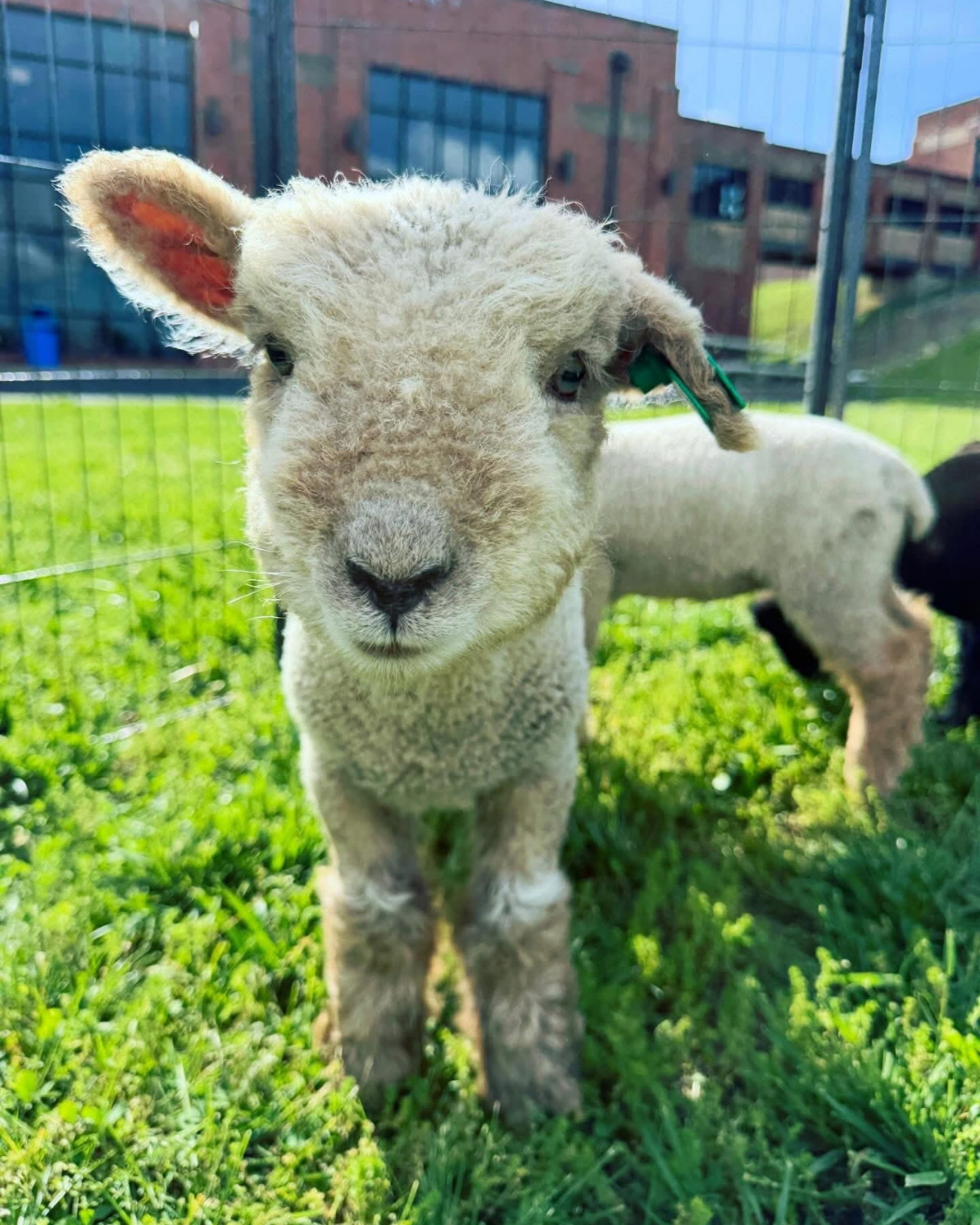 White Babydoll lamb standing in the grass