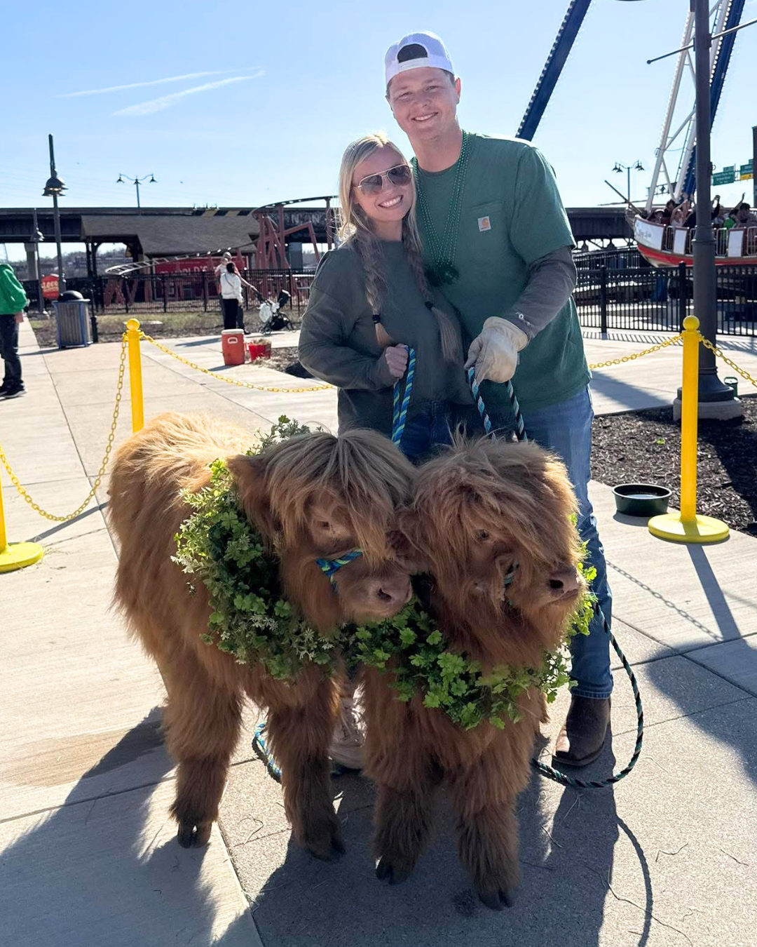 Alexis and Aaron Meyer with miniature Highland cows at a Meyer Mini Farms mobile event