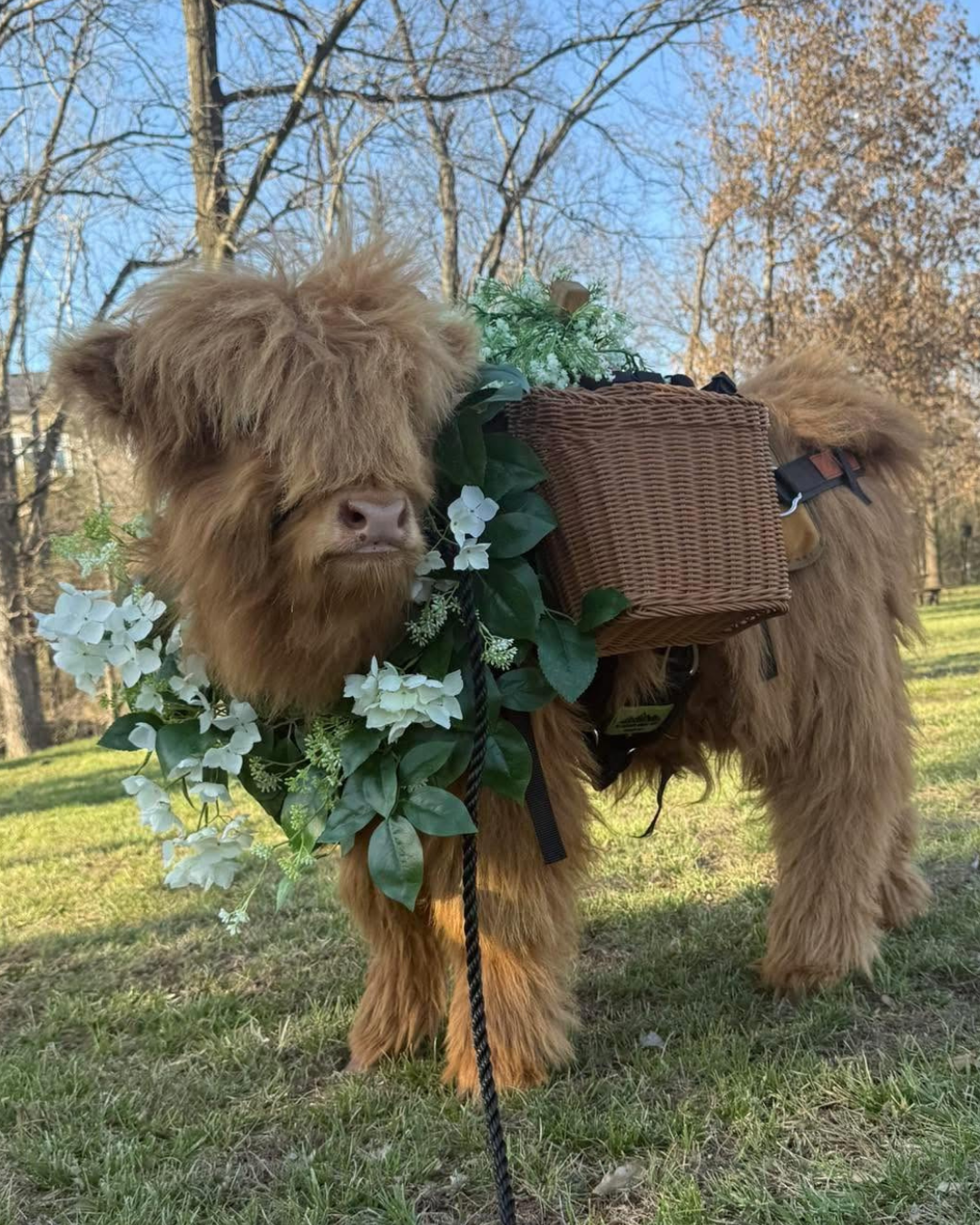 Miniature Highland cow dressed with flowers for a wedding animal experience Meyer Mini Farms