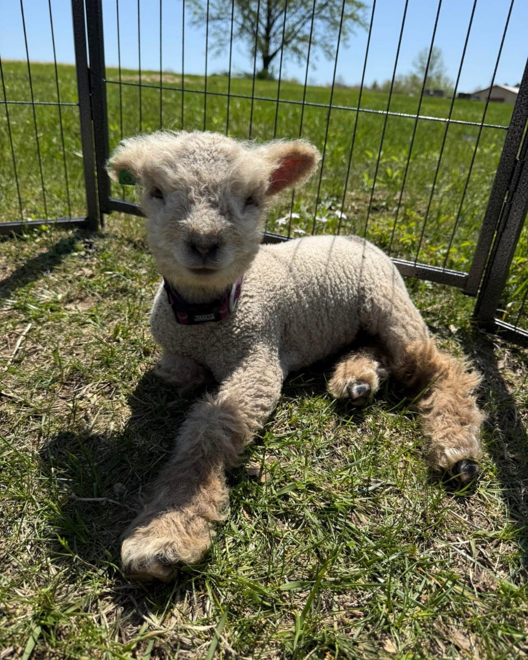 Babydoll lamb resting in the grass at Meyer Mini Farms