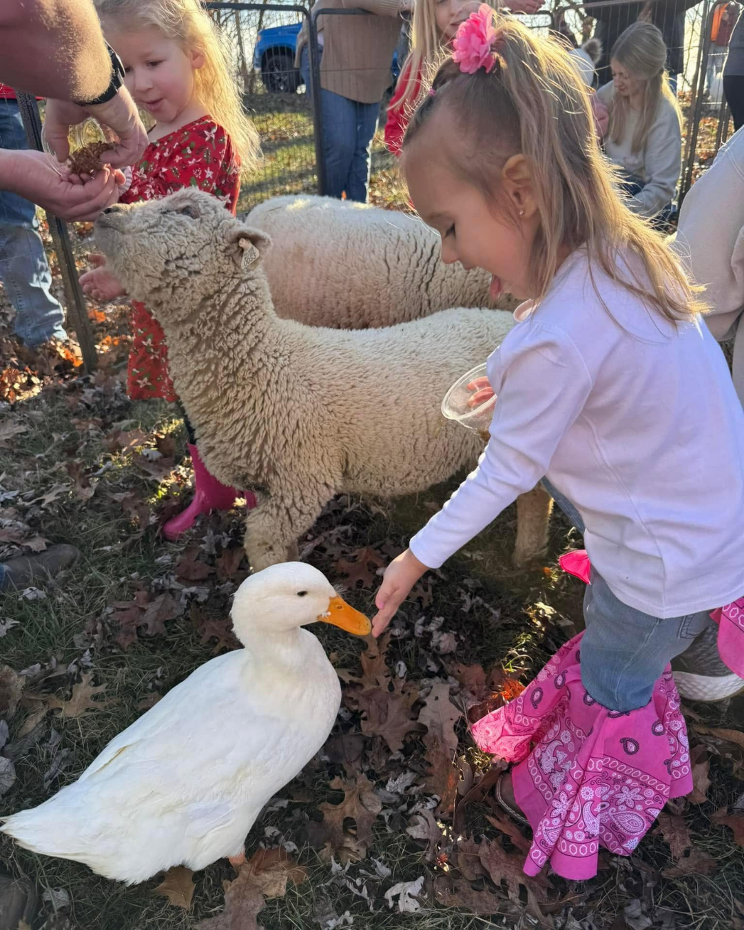 Child feeding a duck beside Babydoll sheep during a Meyer Mini Farms experience