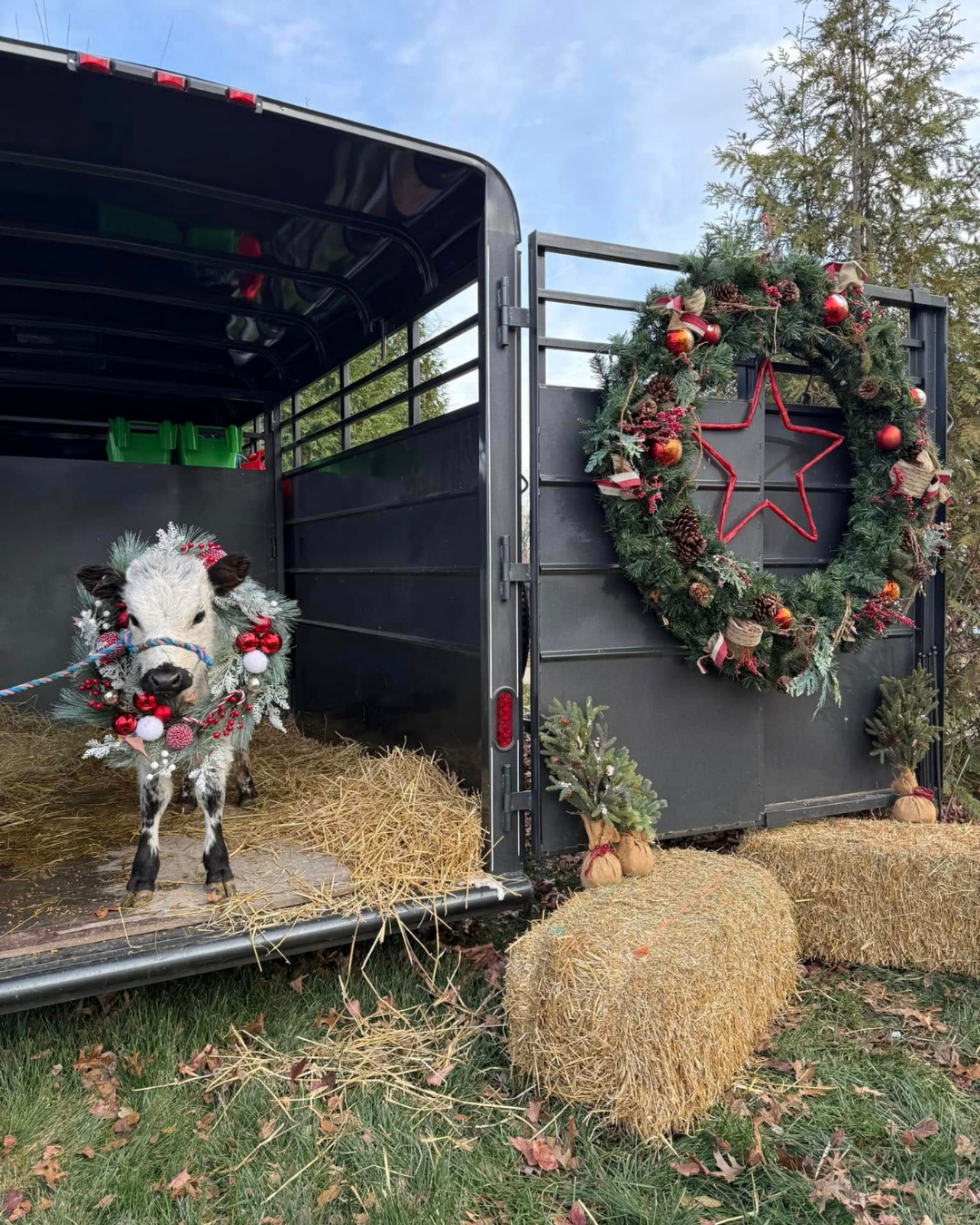 Miniature cow standing inside a festively decorated animal trailer Meyer Mini Farms