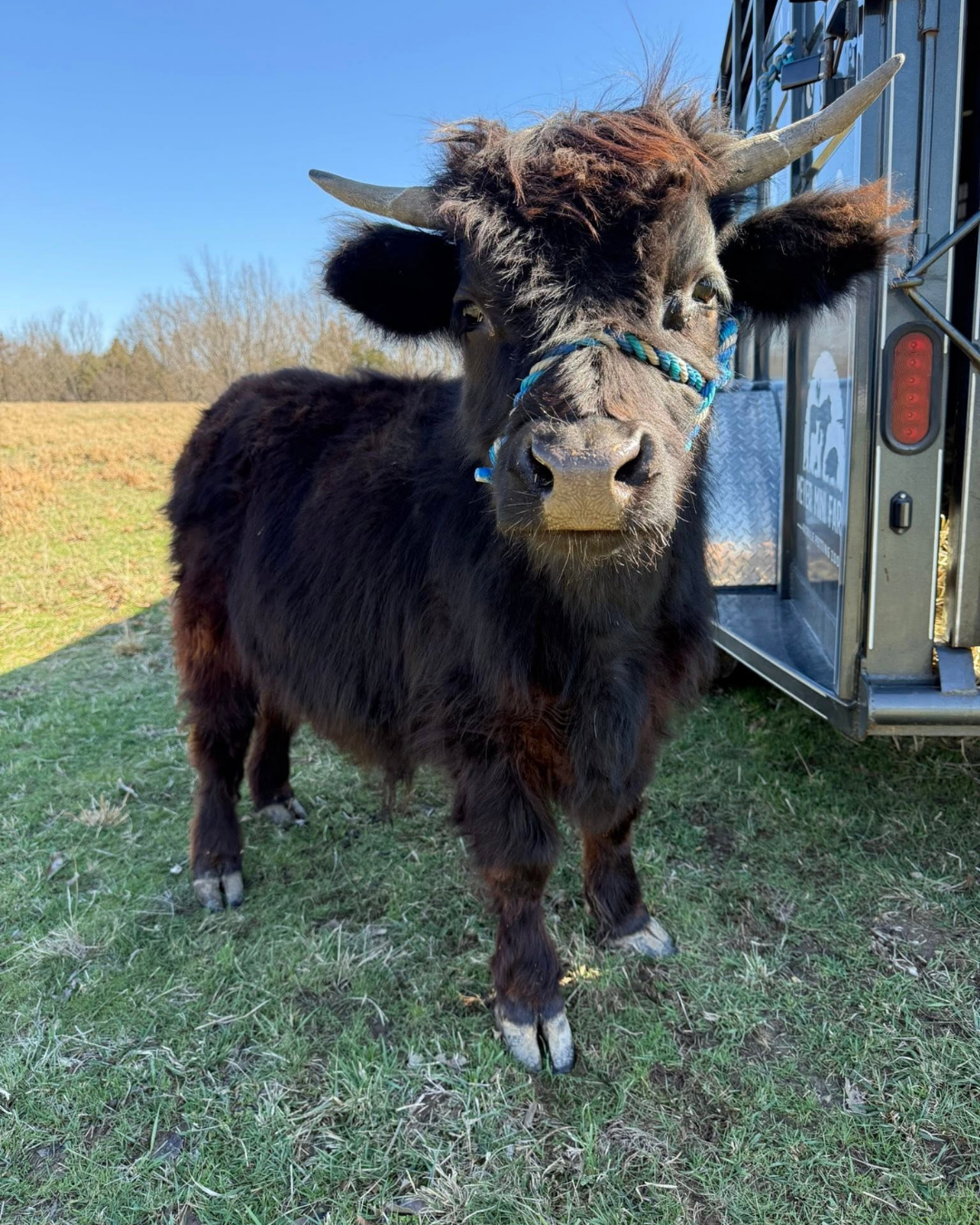 Black miniature cow standing beside the Meyer Mini Farms animal trailer