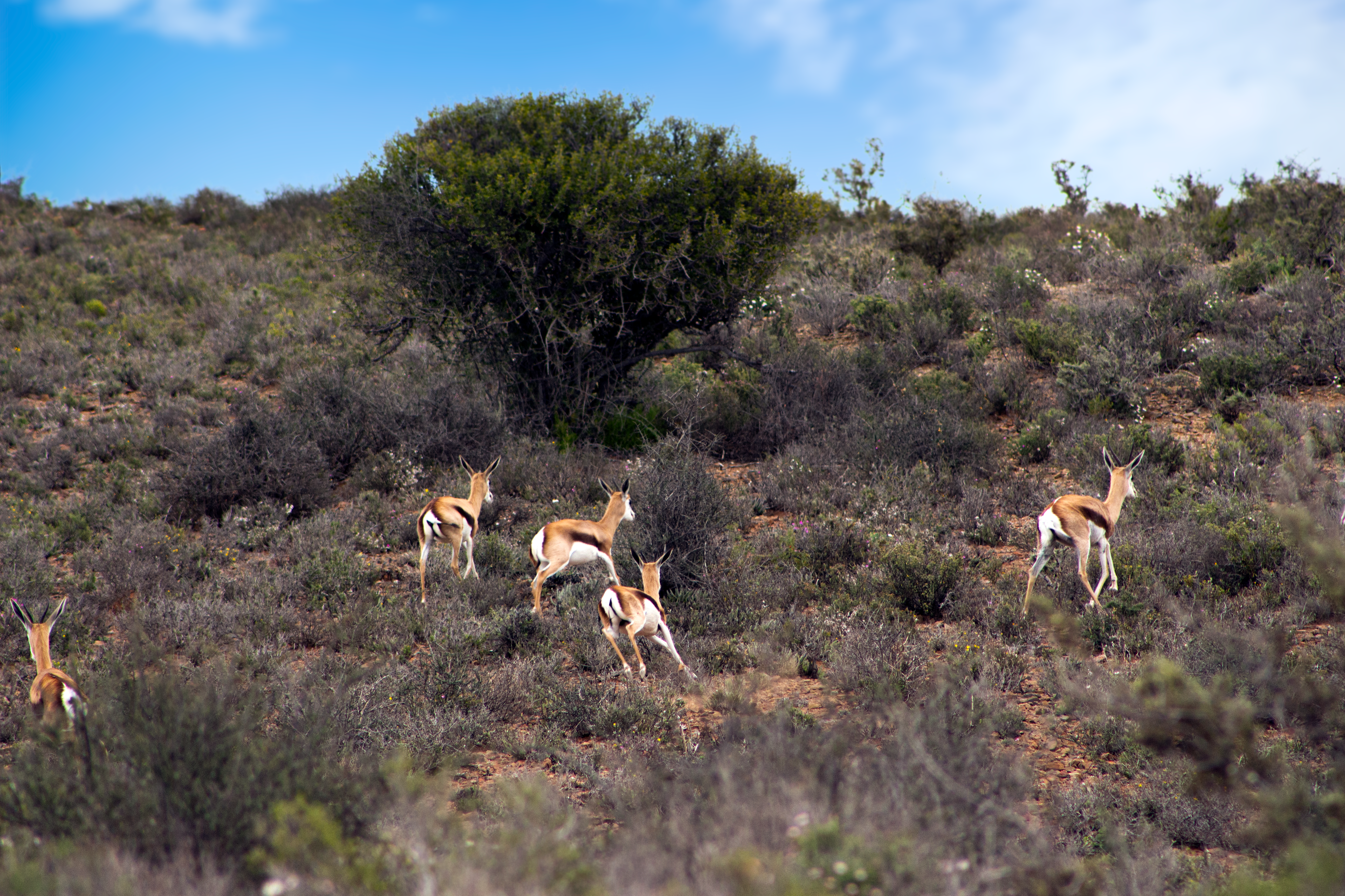 Wildlife in the open Klein Karoo landscape at Rooiberg Wild
