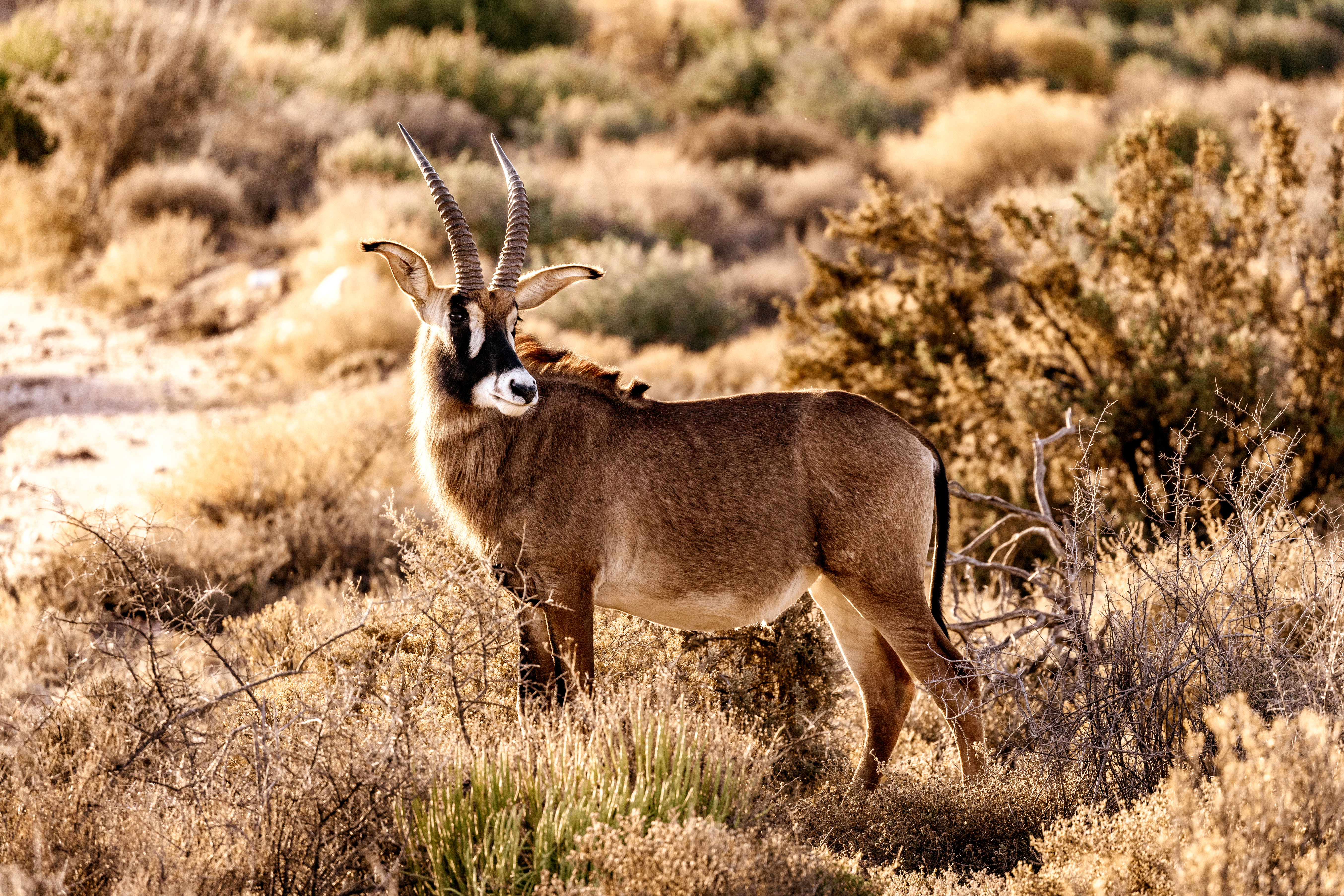 Rooiberg Wild beneath the Klein Karoo sky