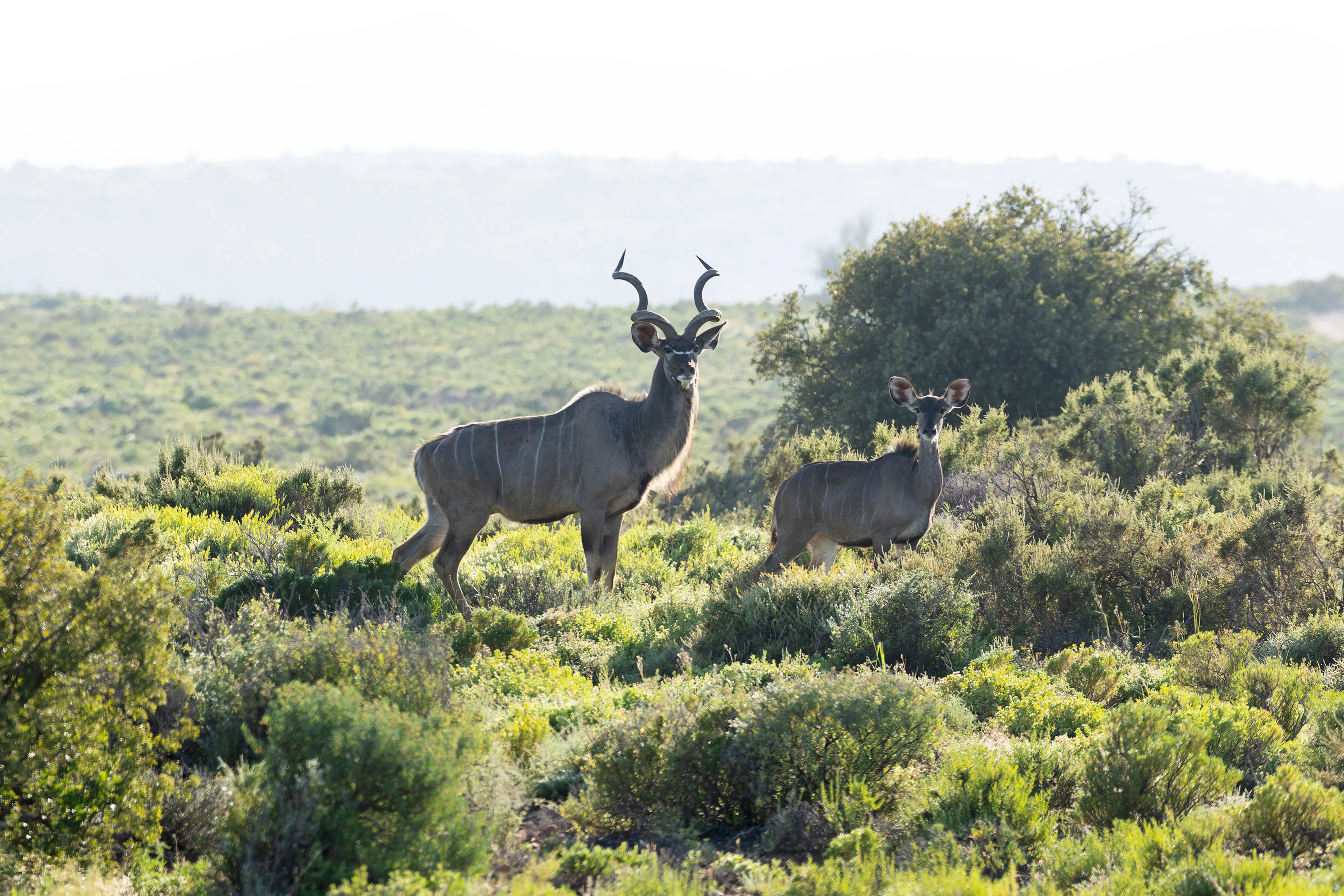 Wildlife on the Rooiberg Wild private reserve