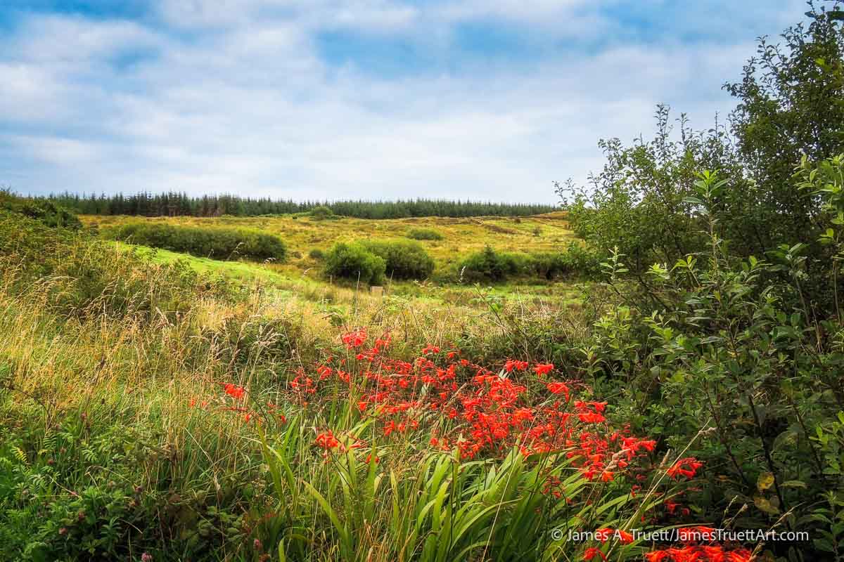 Bright orange Montbretia wildflowers accent the green County Clare countryside.
