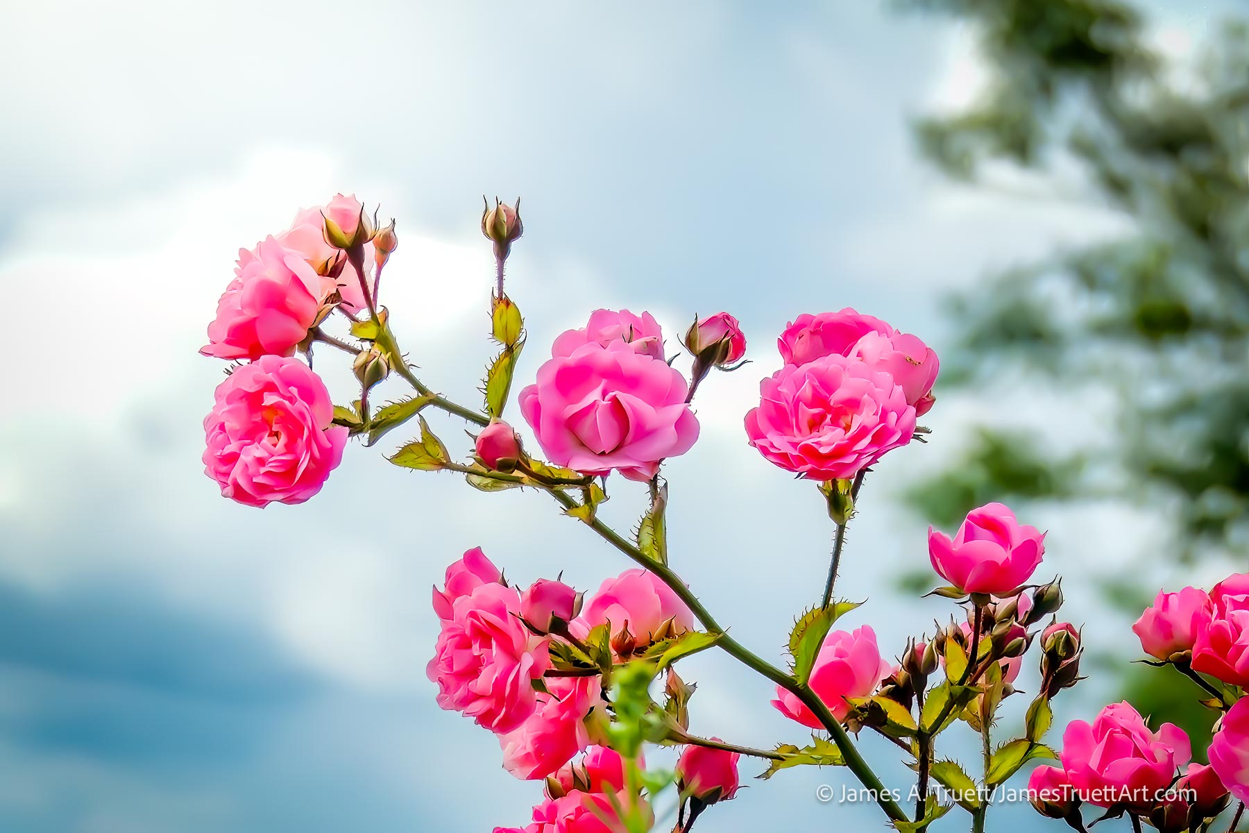 Wild Irish Roses reach for the sky.