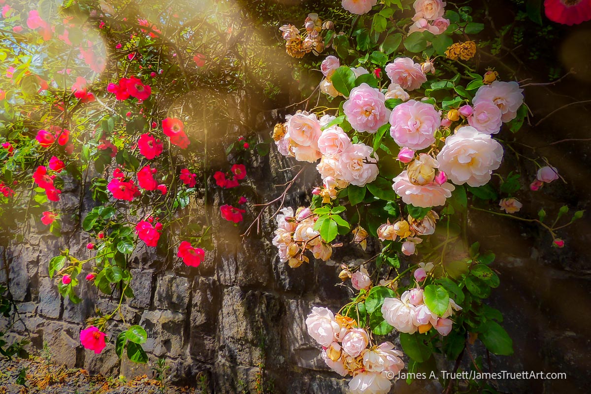 Wildflowers cascading over a stone wall.