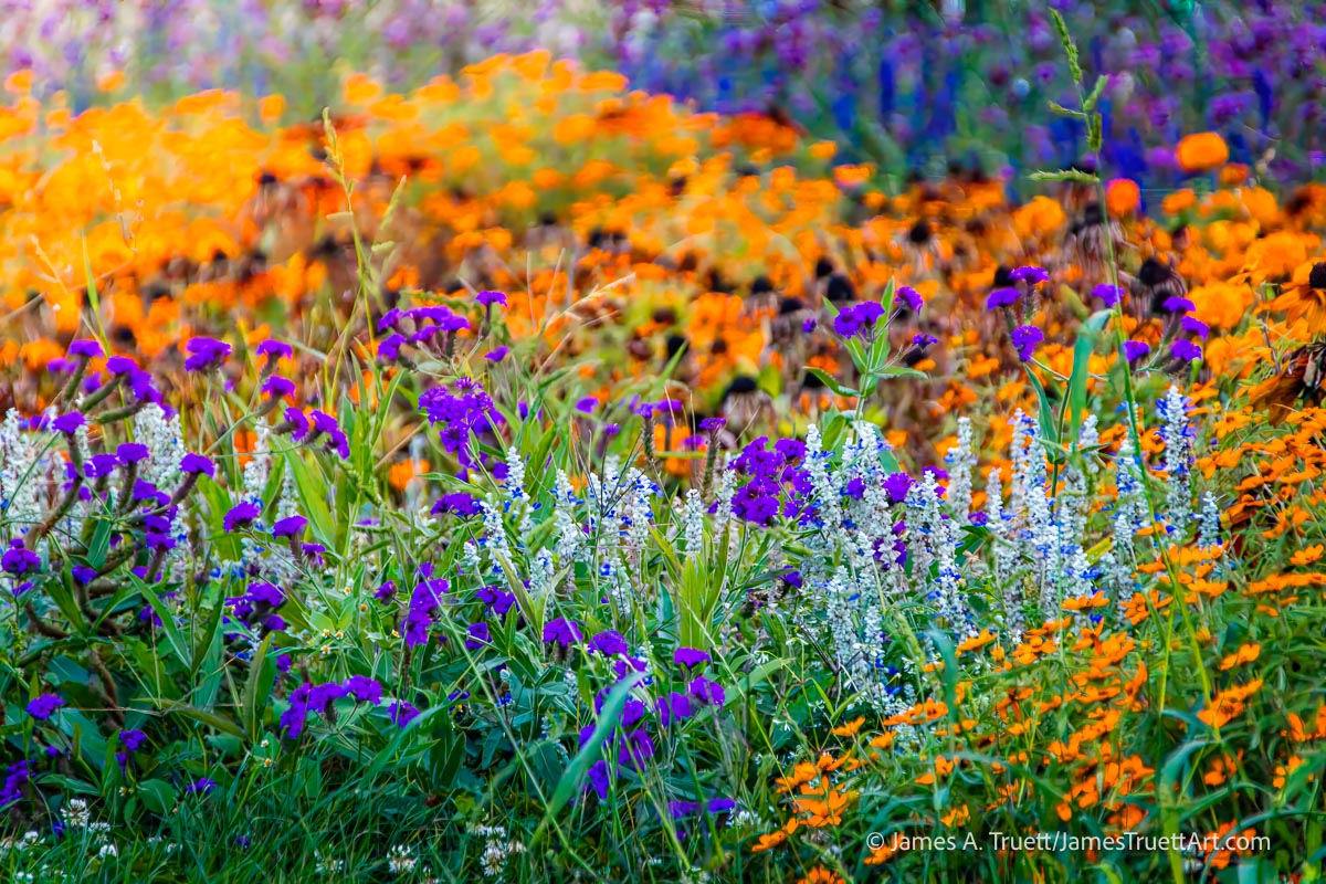 Urban flowers in Budapest, Hungary. Urban flowers in Budapest, Hungary.