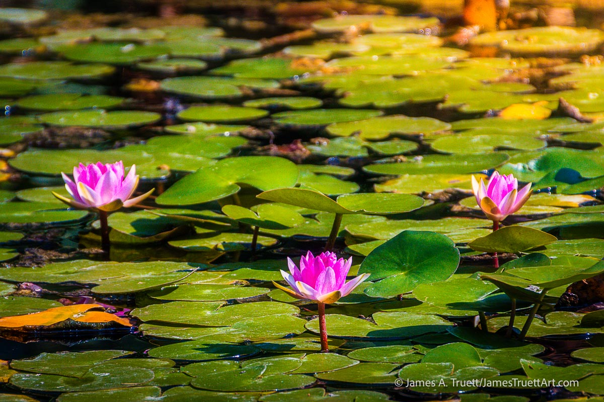 Water Lilies in the Japanese Garden on Margaret Island, Budapest, Hungary Water Lilies in the Japanese Garden on Margaret Island, Budapest, Hungary