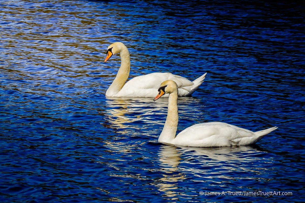 Swans at Lake Knockalough, County Clare.