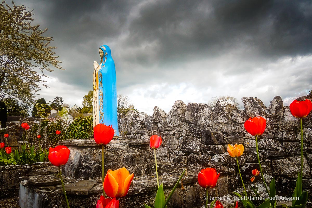 Tulips surround a statue of the Virgin Mary at Quin Abbey, County Clare.