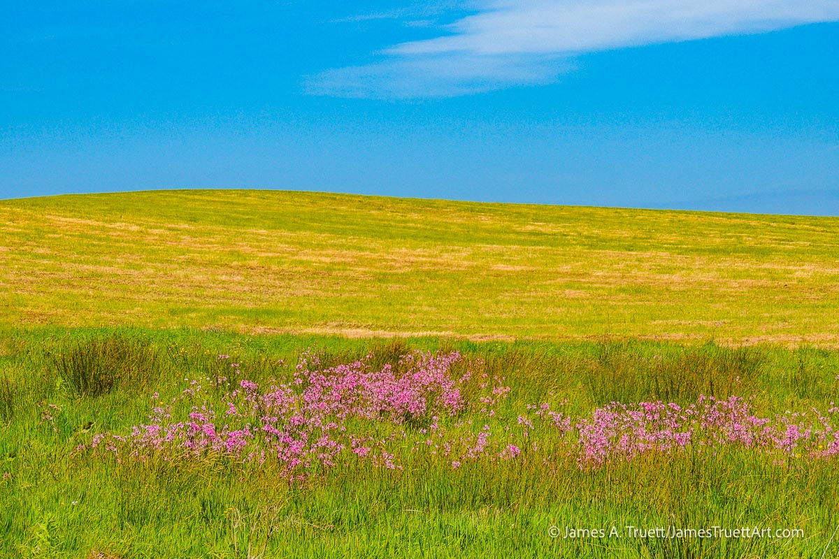 Ragged Robin in a coastal field under blue skies. Ragged Robin in a coastal field under blue skies.