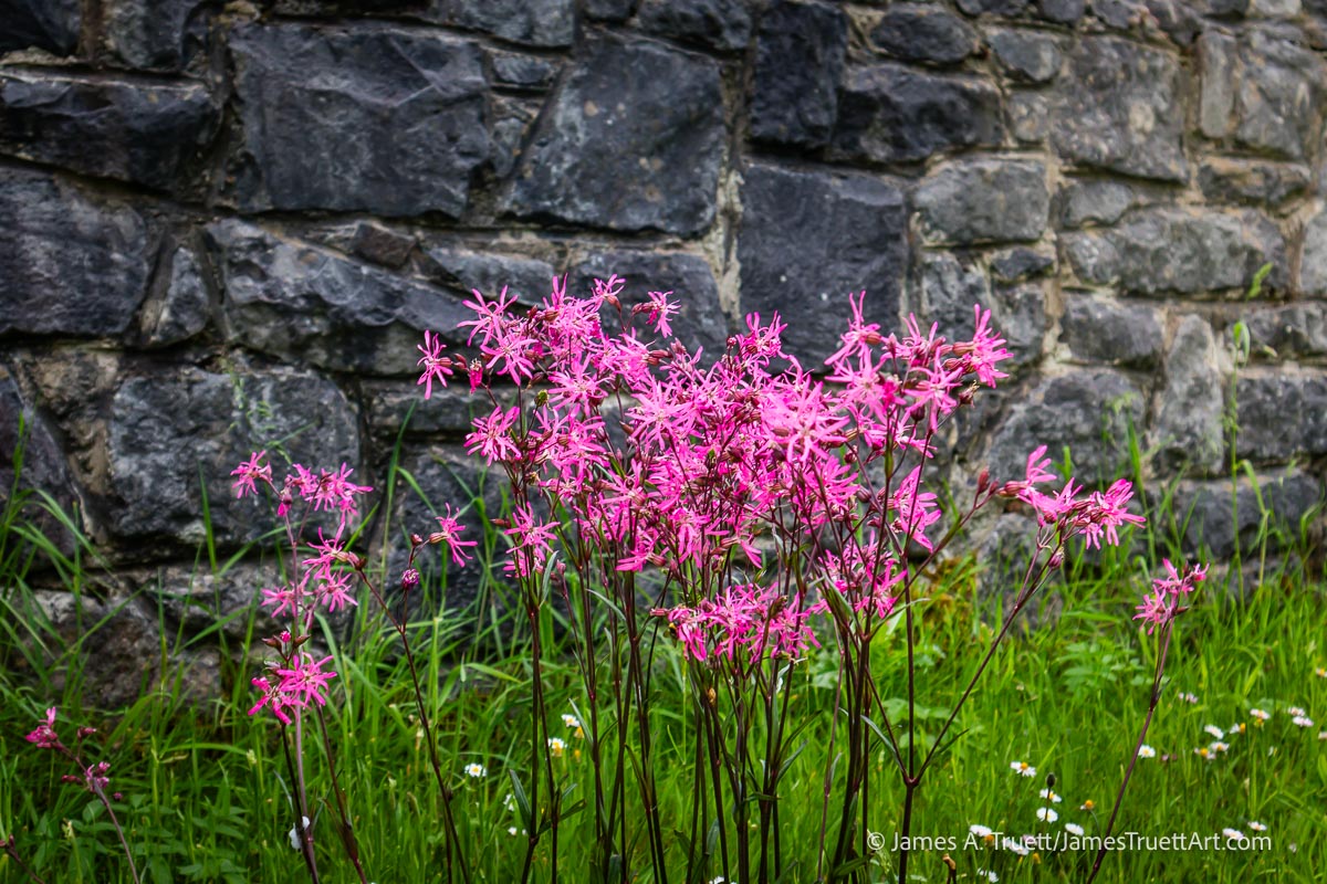 Ragged Robin against a stone wall, County Clare. Ragged Robin against a stone wall, County Clare.