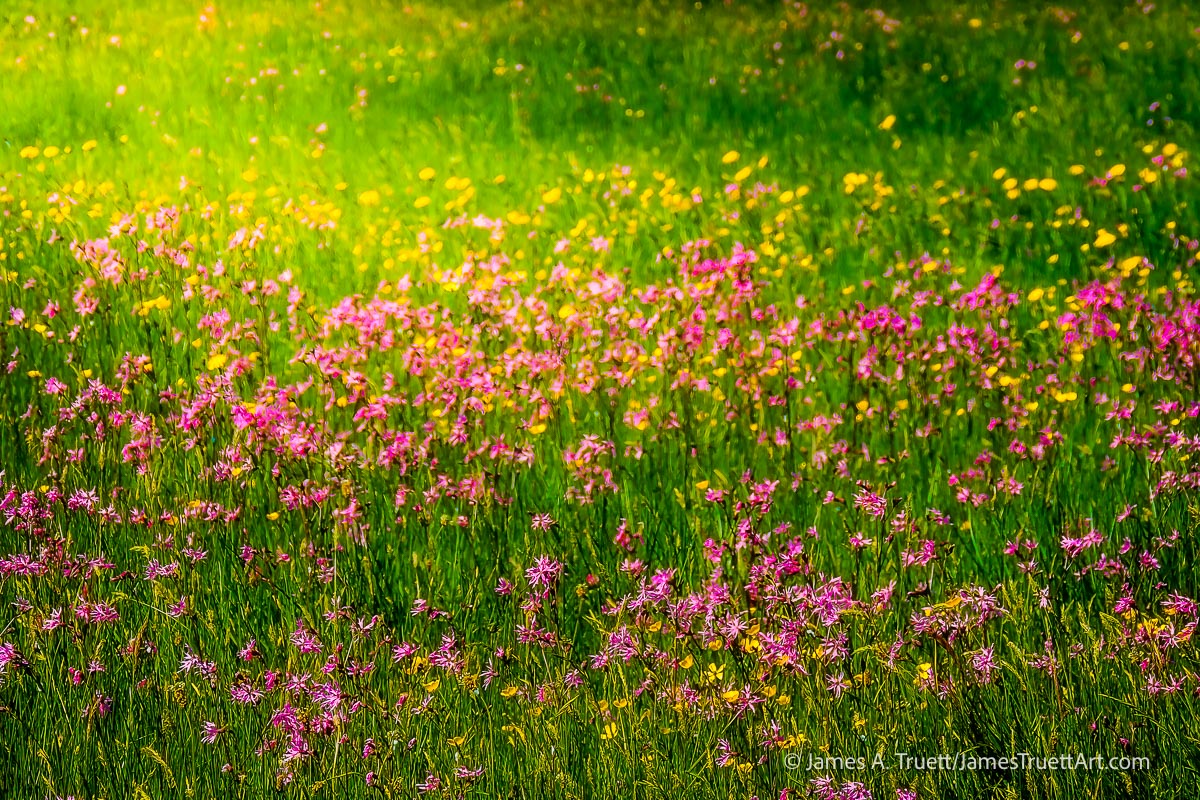 "Irish Wildflower Meadow" "Irish Wildflower Meadow"