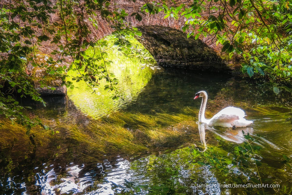 A swan glides under an arched bridge in Doneraile Park.