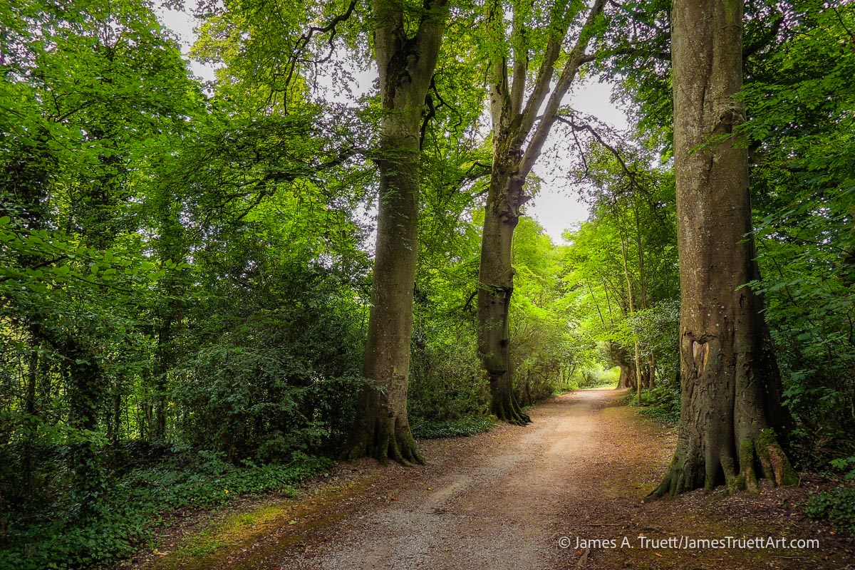 One of the trails through an old-growth woodland in Doneraile Park.