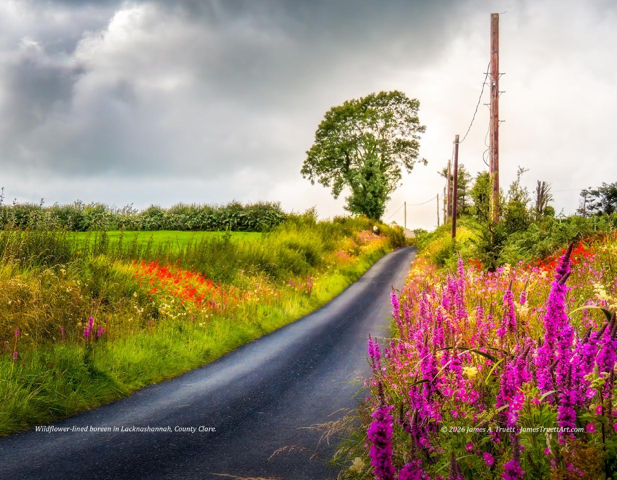 July photograph: A wildflower-lined boreen in County Clare