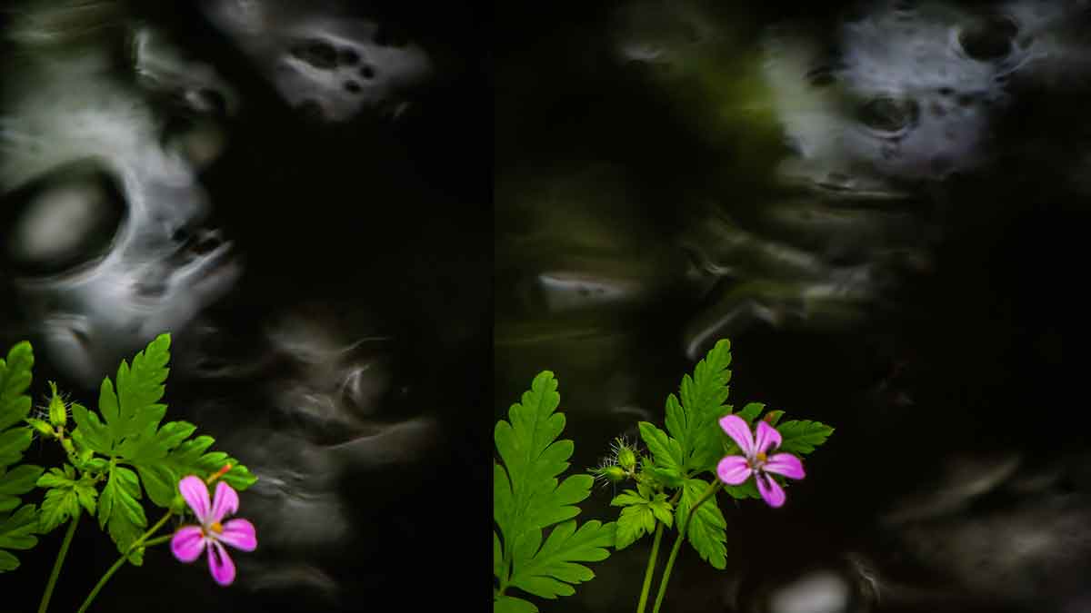 Odd faces in the waters of the Streamstown River in the Faerie Forest at Thoor Ballylee. Odd faces in the waters of the Streamstown River in the Faerie Forest at Thoor Ballylee.