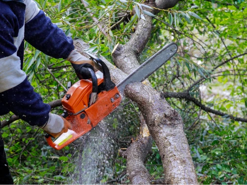 Tree Trimming in Highland Acres