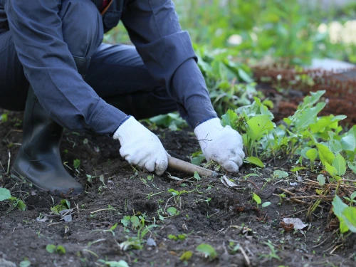 Weeding in Highland Acres