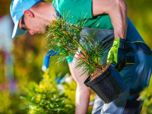 Planting in Highland Acres