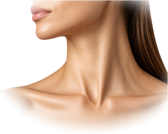 Neck and collarbone