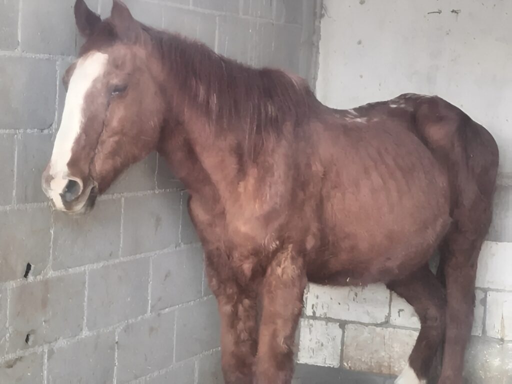 Rescued Horse