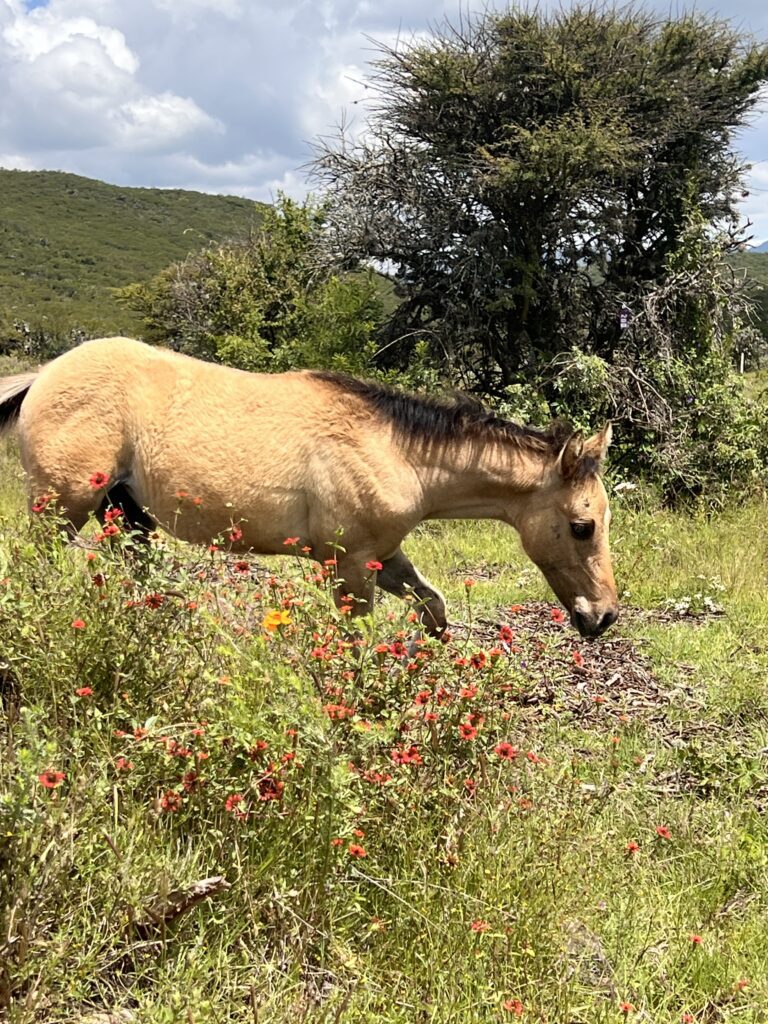Rescued Horse